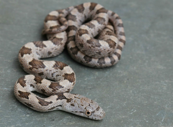 Yellow Rat Snake